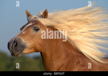 Cavalli di Razza Haflinger (Equus caballus ferus), stallone con lunga criniera fluente Foto Stock