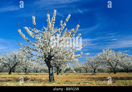 Gli alberi di ciliegio in fiore o in primavera fioriscono, Luberon Parco Regionale, Provenza, Francia Foto Stock