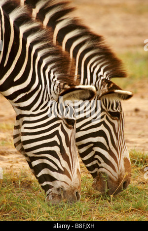 Di Grevy zebre al pascolo, Samburu, Kenya Foto Stock