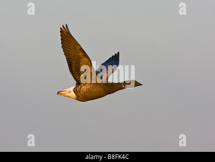 Dark panciuto Brent Goose branta bernicla Bird Foto Stock