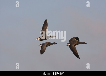 Dark panciuto Brent Goose branta bernicla Bird Foto Stock