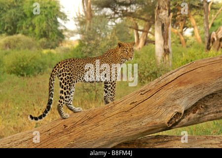 Leopard in piedi su albero caduto, Samburu, Kenya Foto Stock