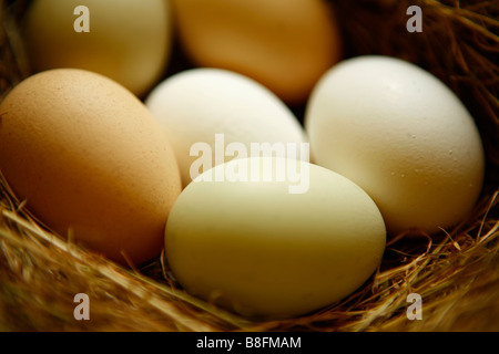 Sei uova in un nido di fieno Foto Stock