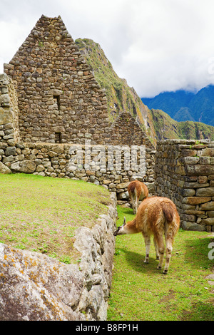 Llama a Machu Picchu Foto Stock