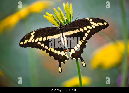 Stati Uniti d'America. A coda di rondine gigante farfalla (Papilio cresphontes) aperto ala vista dorsale. Foto Stock