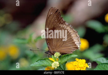 Il corvo comune Butterfly (Euploea core) da Amboli, Maharashtra, India. Foto Stock