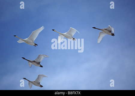 Gregge di Trumpeter Swans battenti in V formazione attraverso un bellissimo cielo Foto Stock