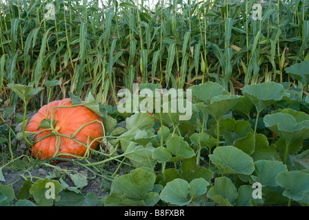 Stock Foto di una zucca patch Foto Stock