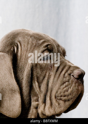 Mastino Napoletano cucciolo in 14 settimane Foto Stock