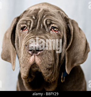 Mastino Napoletano cucciolo in 14 settimane. Foto Stock