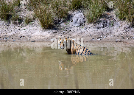 "Challenger" maschio tigre del Bengala (Panthera tigris) il raffreddamento in un waterhole in Bandhavgarh National Park, Madhya Pradesh, India Foto Stock