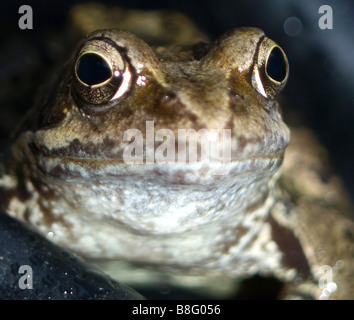 Extreme close up della rana comune. Foto Stock