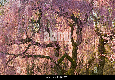 New Jersey Newark filiale Brook Park primavera fioriscono Cherrry Foto Stock