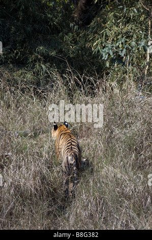 Tigre del Bengala (Panthera tigris) camminando attraverso l'erba in Bandhavgarh National Park, Madhya Pradesh, India Foto Stock