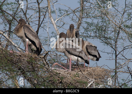 I capretti dipinte cicogne Mycteria leucocephala nest Foto Stock