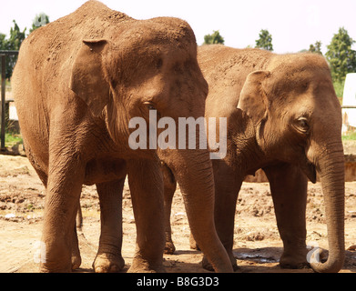 Due piccoli elefanti asiatici, vivere in cattività presso il locale zoo. Foto Stock