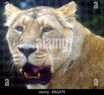 Close up di una femmina di leone Asiatico, vivere in cattività presso il locale zoo. Foto Stock