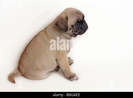 Pug, cucciolo, cane, pet, marrone, vista laterale, grazioso, sfondo bianco Foto Stock