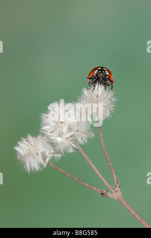 7-spot Coccinella - Coccinella 7-punctata sulle teste di seme Foto Stock