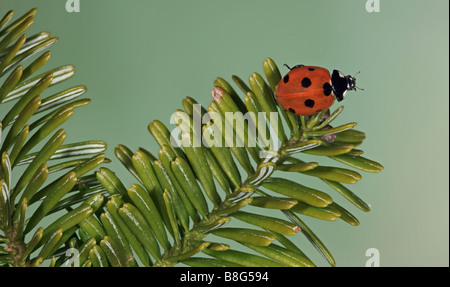 7-spot Coccinella - Coccinella 7-punctata su Pine Foto Stock