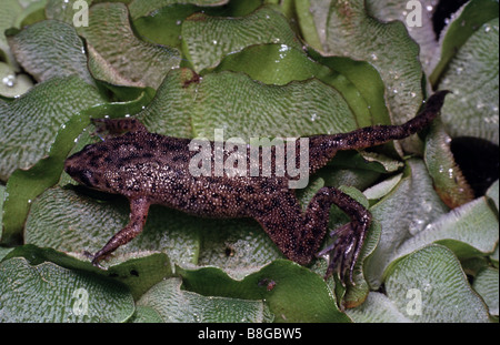 Hymenochirus boettgeri nana, African artigliato rana Foto Stock