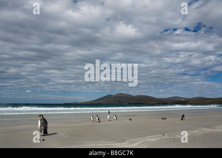 King (Aptenodytes patagonicus) e i pinguini di Magellano (Spheniscus magellanicus) sulla spiaggia nelle Isole Falkland. Foto Stock