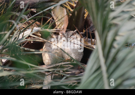 Una coppia di collare gufi Scops Otus bakkamoena seduti in un albero di palma Foto Stock