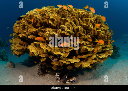 Israele Eilat Mare Rosso fotografia subacquea di un mare goldies e un corallo Foto Stock