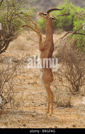 Gerenuk maschio in piedi sulle zampe posteriori per cercare di acacia, Samburu, Kenya Foto Stock