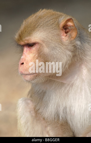 Ritratto di maschio macaco rhesus macaca mulatta Foto Stock