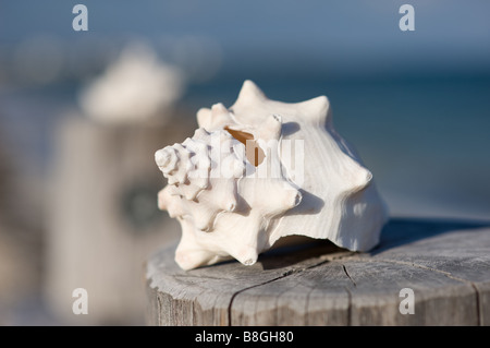 Shell su un pontile Messico Foto Stock