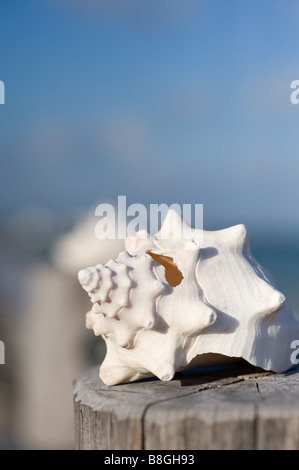 Shell su un pontile Messico Foto Stock