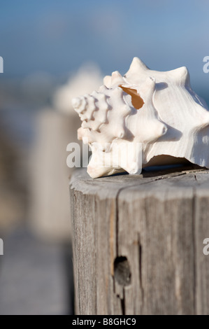 Shell su un pontile Messico Foto Stock