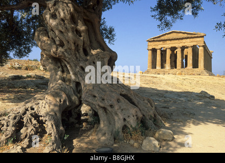 Elk180 2550 Italia Sicilia Agrigento Valle dei Templi Tempio della Concordia 430 BC Foto Stock