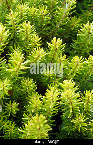 ERICA VAGANS VALERIE PROUDLEY AGM DURANTE IL PERIODO INVERNALE Foto Stock