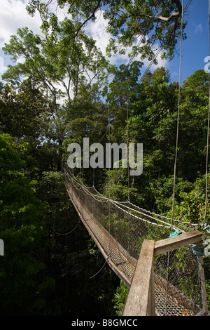 Il Pontile attraverso la foresta pluviale primaria, Iwokrama riserva forestale, Guyana. Foto Stock