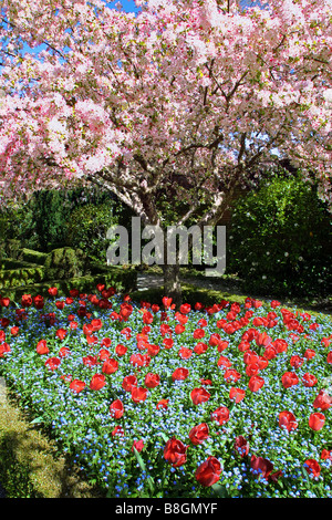 Fioritura ciliegio e tulipani rossi in primavera Foto Stock