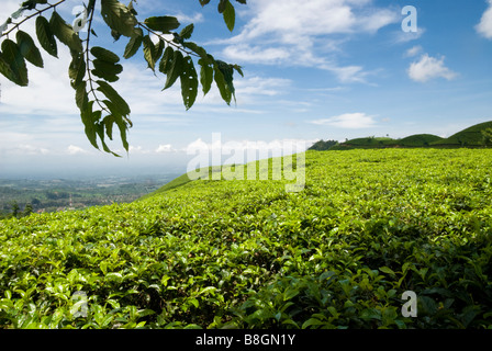 Il tè piantato vicino solo in Java, Indonesia Foto Stock