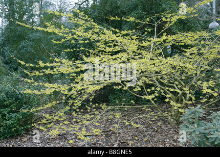 HAMAMELIS X INTERMEDIA SAVILL STARLIGHT ad RHS Wisley GARDEN REGNO UNITO Foto Stock