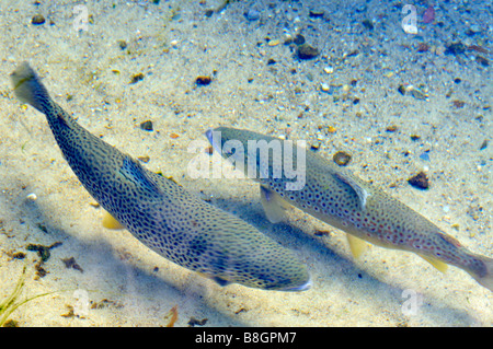 2 due 'brown trout' 'Salmo trutta' nuoto in acqua dolce su un fondo sabbioso Foto Stock