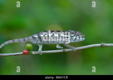 Panther Chameleon sul ramo, scavalcando bacche colorate e guardando indietro, sulla penisola di Masoala, Madagascar. Foto Stock