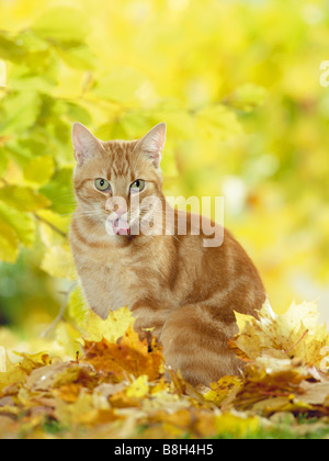 Il gatto domestico fuori la sua linguetta Foto Stock