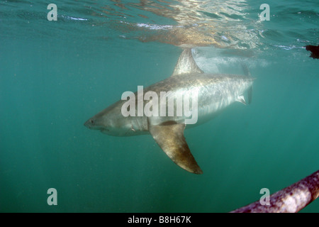 Un squalo bianco nuota dalla gabbia ad una gabbia di immergersi in Gansbaai Sud Africa Foto Stock