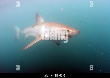 Un squalo bianco nuota dalla gabbia ad una gabbia di immergersi in Gansbaai Sud Africa Foto Stock