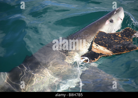 Un squalo bianco attacca l'esca in una gabbia di immergersi in Gansbaai Sud Africa Foto Stock