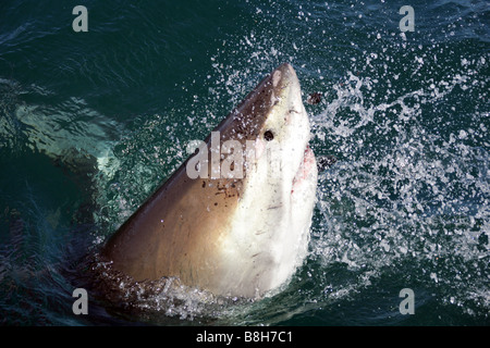 Un squalo bianco attacca l'esca in una gabbia di immergersi in Gansbaai Sud Africa Foto Stock