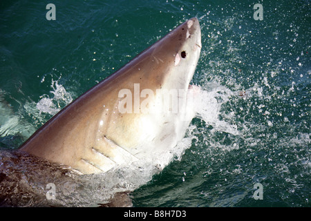 Un squalo bianco attacca l'esca in una gabbia di immergersi in Gansbaai Sud Africa Foto Stock