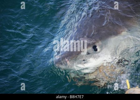 Un squalo bianco attacca l'esca in una gabbia di immergersi in Gansbaai Sud Africa Foto Stock