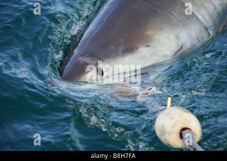 Un squalo bianco attacca l'esca in una gabbia di immergersi in Gansbaai Sud Africa Foto Stock