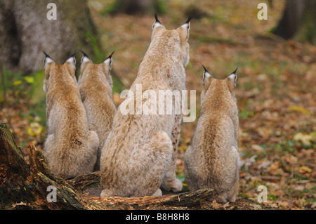 Eurasian lynx e lupetti - seduta / Lynx lynx Foto Stock